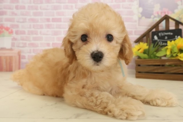 福岡県のトイプードル(トイ) (Coo&RIKU小倉店/2025年9月17日生まれ/男の子/オレンジフォーン)の子犬の2枚目の画像