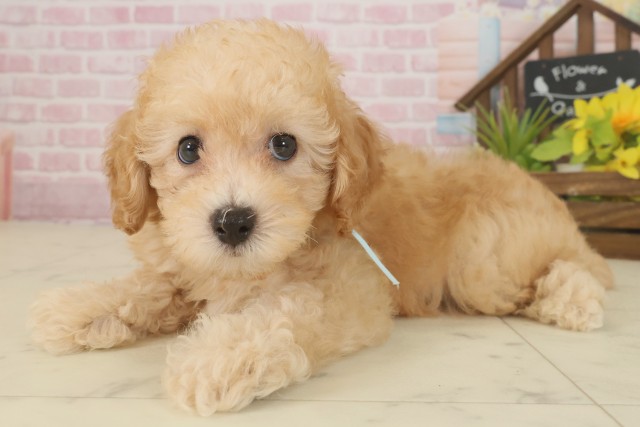 福岡県のトイプードル(トイ) (Coo&RIKU小倉店/2025年9月17日生まれ/男の子/オレンジフォーン)の子犬の3枚目の画像