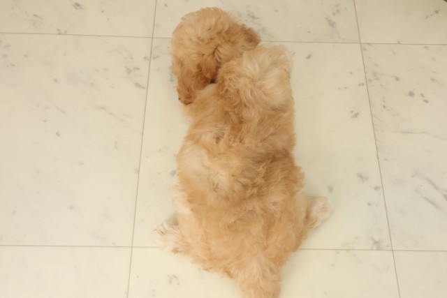 福岡県のトイプードル(トイ) (Coo&RIKU小倉店/2025年9月17日生まれ/男の子/オレンジフォーン)の子犬の4枚目の画像