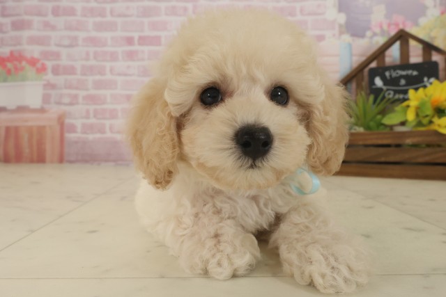 鹿児島県のトイプードル(トイ) (Coo&RIKU鹿屋店/2025年9月17日生まれ/男の子/ペールフォーン)の子犬の1枚目の画像