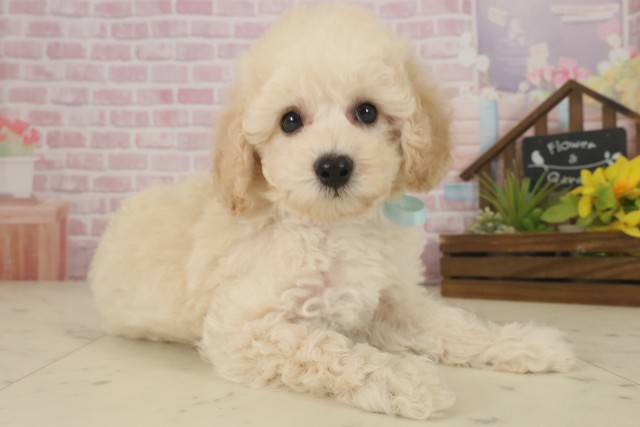 鹿児島県のトイプードル(トイ) (Coo&RIKU鹿屋店/2025年9月17日生まれ/男の子/ペールフォーン)の子犬の2枚目の画像