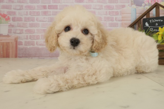 鹿児島県のトイプードル(トイ) (Coo&RIKU鹿屋店/2025年9月17日生まれ/男の子/ペールフォーン)の子犬の3枚目の画像