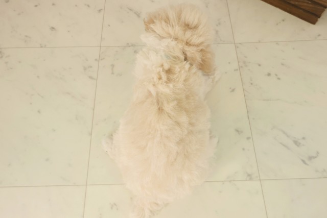 鹿児島県のトイプードル(トイ) (Coo&RIKU鹿屋店/2025年9月17日生まれ/男の子/ペールフォーン)の子犬の4枚目の画像