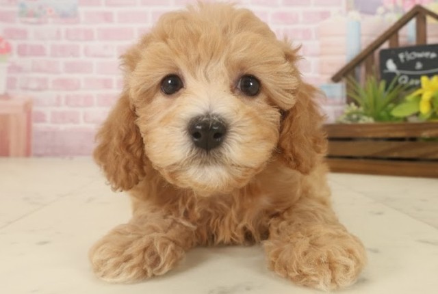 福岡県のトイプードル(トイ) (Coo&RIKU筑後店/2025年9月17日生まれ/女の子/オレンジフォーン)の子犬の1枚目の画像