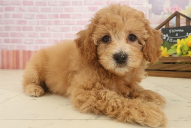 福岡県のトイプードル(トイ) (Coo&RIKU筑後店/2025年9月17日生まれ/女の子/オレンジフォーン)の子犬の2枚目の画像