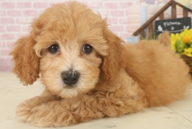 福岡県のトイプードル(トイ) (Coo&RIKU筑後店/2025年9月17日生まれ/女の子/オレンジフォーン)の子犬の3枚目の画像