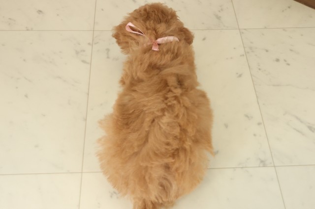 福岡県のトイプードル(トイ) (Coo&RIKU筑後店/2025年9月17日生まれ/女の子/オレンジフォーン)の子犬の4枚目の画像