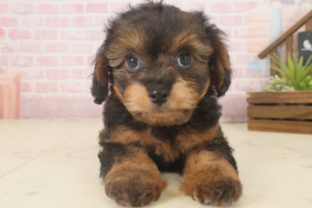 大分県のチワプー/プーチー(チワワ×プードル) (Coo&RIKU大分店/2025年9月17日生まれ/男の子/ブリンドル)の子犬の1枚目の画像