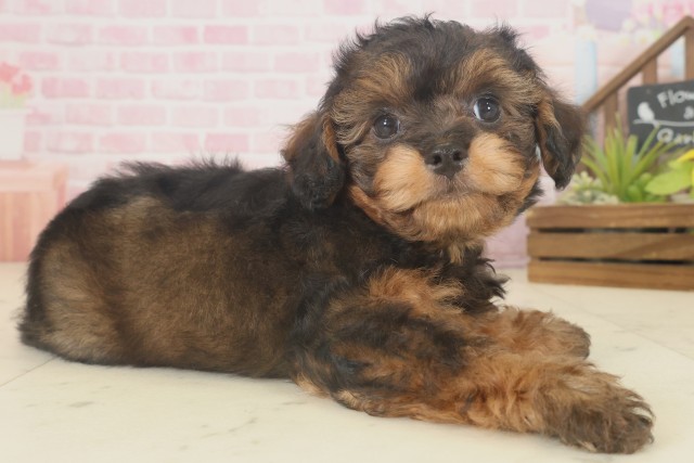 大分県のチワプー/プーチー(チワワ×プードル) (Coo&RIKU大分店/2025年9月17日生まれ/男の子/ブリンドル)の子犬の2枚目の画像