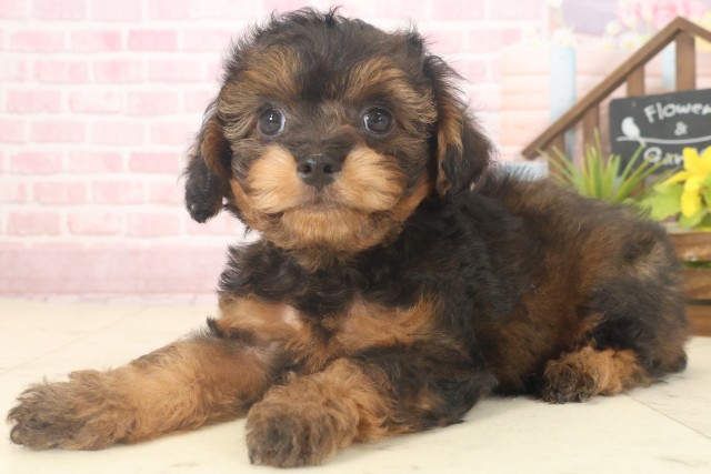 大分県のチワプー/プーチー(チワワ×プードル) (Coo&RIKU大分店/2025年9月17日生まれ/男の子/ブリンドル)の子犬の3枚目の画像