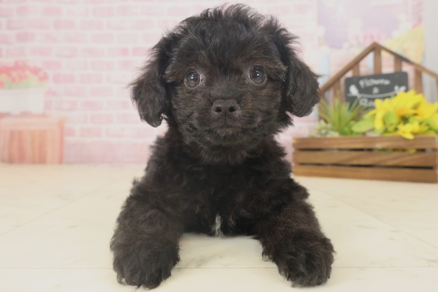 長崎県のチワプー/プーチー(チワワ×プードル) (Coo&RIKU長崎浜町店/2025年9月17日生まれ/女の子/ブリンドル)の子犬