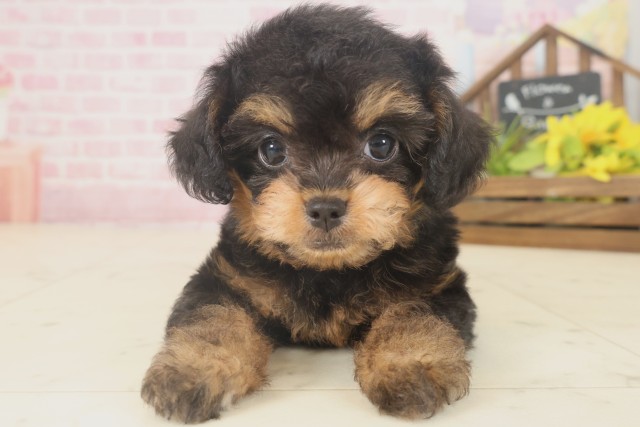 佐賀県のチワプー/プーチー(チワワ×プードル) (Coo&RIKU佐賀神埼店/2025年9月17日生まれ/女の子/ブラックタン)の子犬