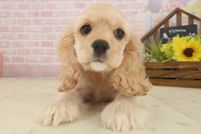 佐賀県のアメリカンコッカースパニエル (Coo&RIKU佐賀神埼店/2025年9月9日生まれ/女の子/バフ)の子犬