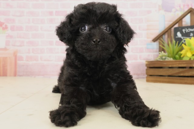 鹿児島県のトイプードル(トイ) (Coo&RIKU鹿屋店/2025年9月17日生まれ/女の子/ブラック)の子犬の1枚目の画像
