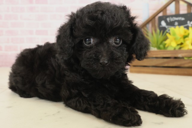 鹿児島県のトイプードル(トイ) (Coo&RIKU鹿屋店/2025年9月17日生まれ/女の子/ブラック)の子犬の2枚目の画像