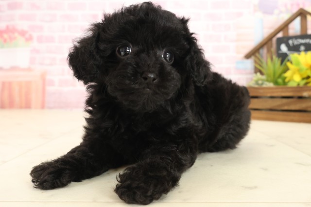 鹿児島県のトイプードル(トイ) (Coo&RIKU鹿屋店/2025年9月17日生まれ/女の子/ブラック)の子犬の3枚目の画像