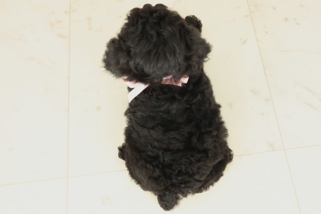 鹿児島県のトイプードル(トイ) (Coo&RIKU鹿屋店/2025年9月17日生まれ/女の子/ブラック)の子犬の4枚目の画像