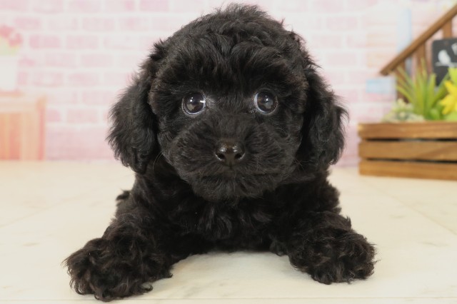 福岡県のトイプードル(トイ) (Coo&RIKUフォレストシティ春日店/2025年9月17日生まれ/女の子/ブラック)の子犬の1枚目の画像