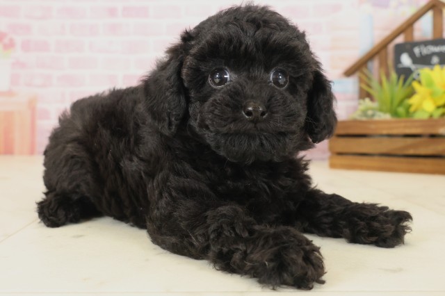 福岡県のトイプードル(トイ) (Coo&RIKUフォレストシティ春日店/2025年9月17日生まれ/女の子/ブラック)の子犬の2枚目の画像