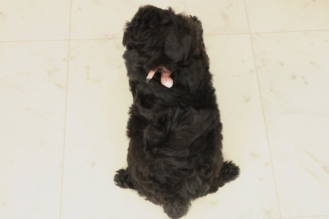 福岡県のトイプードル(トイ) (Coo&RIKUフォレストシティ春日店/2025年9月17日生まれ/女の子/ブラック)の子犬の4枚目の画像