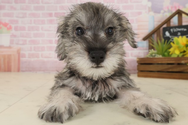 鹿児島県のミニチュアシュナウザー (Coo&RIKU鹿児島店/2025年9月15日生まれ/男の子/ソルトペッパー)の子犬の1枚目の画像