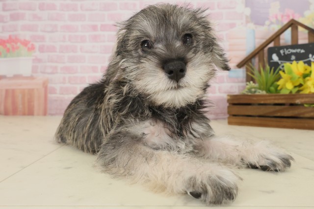 鹿児島県のミニチュアシュナウザー (Coo&RIKU鹿児島店/2025年9月15日生まれ/男の子/ソルトペッパー)の子犬の2枚目の画像