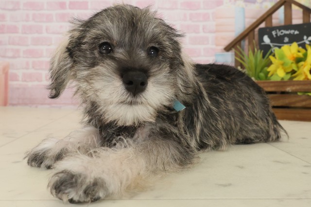 鹿児島県のミニチュアシュナウザー (Coo&RIKU鹿児島店/2025年9月15日生まれ/男の子/ソルトペッパー)の子犬の3枚目の画像