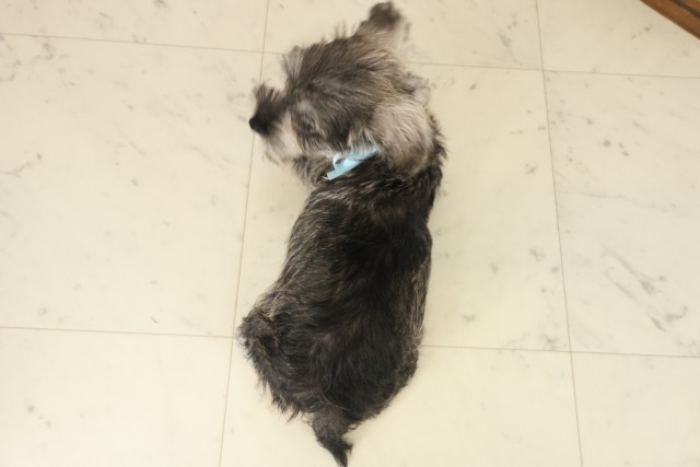 鹿児島県のミニチュアシュナウザー (Coo&RIKU鹿児島店/2025年9月15日生まれ/男の子/ソルトペッパー)の子犬の4枚目の画像