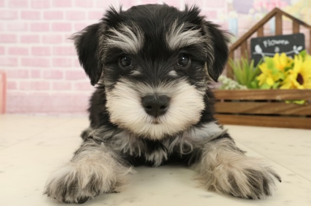 福岡県のミニチュアシュナウザー (Coo&RIKUゆめタウン飯塚店/2025年9月15日生まれ/男の子/ブラックシルバー)の子犬の1枚目の画像