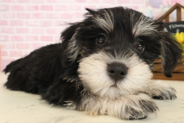 福岡県のミニチュアシュナウザー (Coo&RIKUゆめタウン飯塚店/2025年9月15日生まれ/男の子/ブラックシルバー)の子犬の2枚目の画像