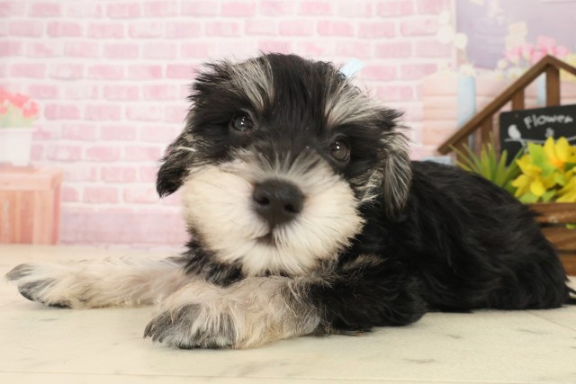 福岡県のミニチュアシュナウザー (Coo&RIKUゆめタウン飯塚店/2025年9月15日生まれ/男の子/ブラックシルバー)の子犬の3枚目の画像