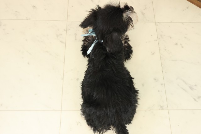 福岡県のミニチュアシュナウザー (Coo&RIKUゆめタウン飯塚店/2025年9月15日生まれ/男の子/ブラックシルバー)の子犬の4枚目の画像