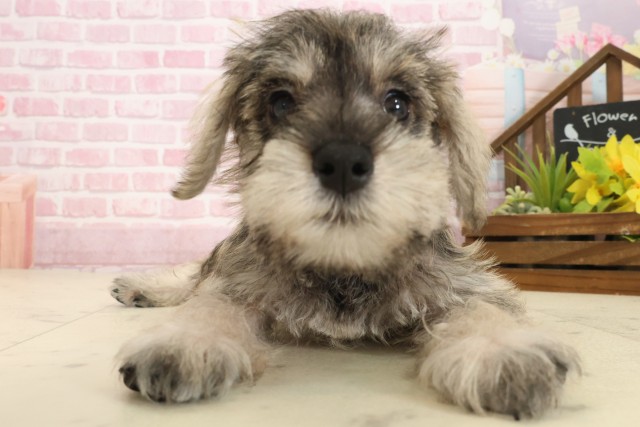 熊本県のミニチュアシュナウザー (Coo&RIKU熊本店/2025年9月15日生まれ/女の子/ソルトペッパー)の子犬の1枚目の画像