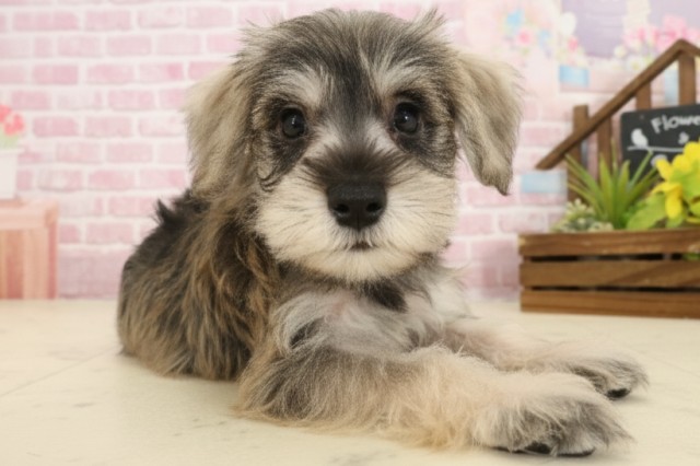 熊本県のミニチュアシュナウザー (Coo&RIKU熊本店/2025年9月15日生まれ/女の子/ソルトペッパー)の子犬の2枚目の画像