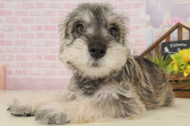 熊本県のミニチュアシュナウザー (Coo&RIKU熊本店/2025年9月15日生まれ/女の子/ソルトペッパー)の子犬の3枚目の画像