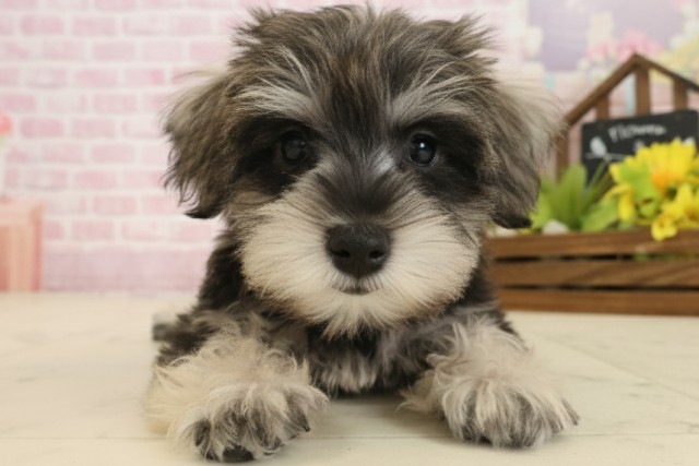 福岡県のミニチュアシュナウザー (Coo&RIKU行橋店/2025年9月15日生まれ/女の子/ソルトペッパー)の子犬の1枚目の画像