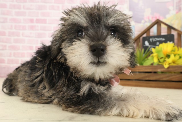 福岡県のミニチュアシュナウザー (Coo&RIKU行橋店/2025年9月15日生まれ/女の子/ソルトペッパー)の子犬の2枚目の画像