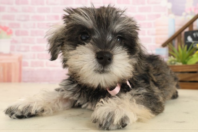 福岡県のミニチュアシュナウザー (Coo&RIKU行橋店/2025年9月15日生まれ/女の子/ソルトペッパー)の子犬の3枚目の画像