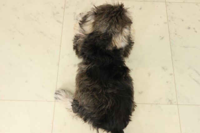 福岡県のミニチュアシュナウザー (Coo&RIKU行橋店/2025年9月15日生まれ/女の子/ソルトペッパー)の子犬の4枚目の画像