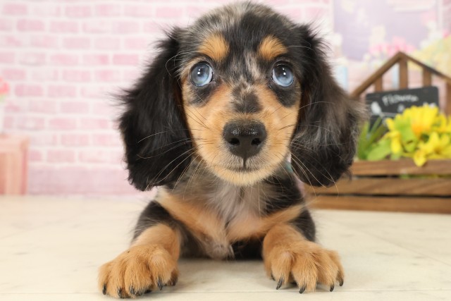 熊本県のミニチュアダックスフンド(ロング) (Coo&RIKUカリーノ菊陽店/2025年9月16日生まれ/男の子/シルバーダップル)の子犬の1枚目の画像