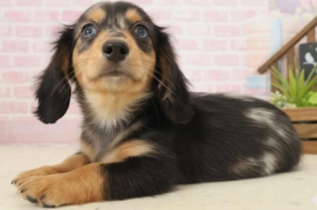 熊本県のミニチュアダックスフンド(ロング) (Coo&RIKUカリーノ菊陽店/2025年9月16日生まれ/男の子/シルバーダップル)の子犬の3枚目の画像