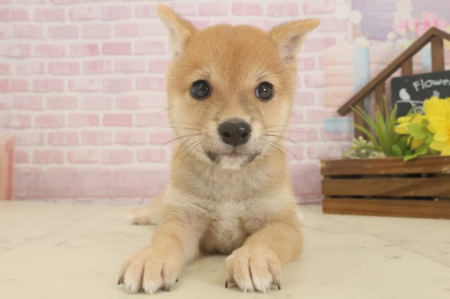 長崎県の豆柴 (Coo&RIKU長崎佐世保店/2025年9月11日生まれ/男の子/赤)の子犬の1枚目の画像