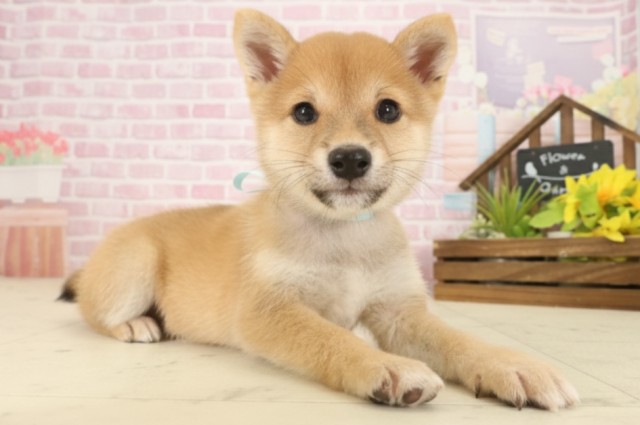 長崎県の豆柴 (Coo&RIKU長崎佐世保店/2025年9月11日生まれ/男の子/赤)の子犬の2枚目の画像