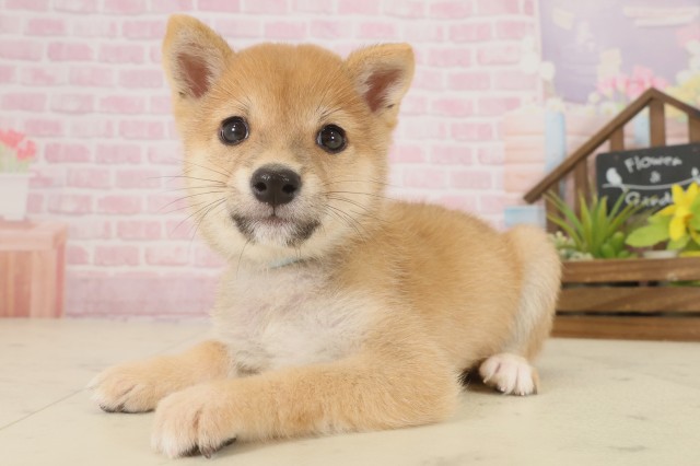 長崎県の豆柴 (Coo&RIKU長崎佐世保店/2025年9月11日生まれ/男の子/赤)の子犬の3枚目の画像