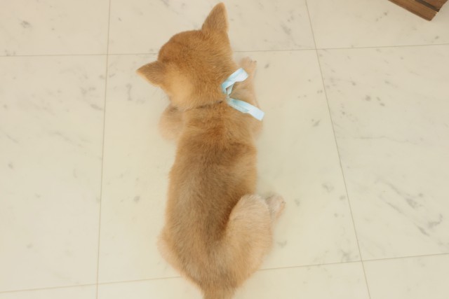 長崎県の豆柴 (Coo&RIKU長崎佐世保店/2025年9月11日生まれ/男の子/赤)の子犬の4枚目の画像