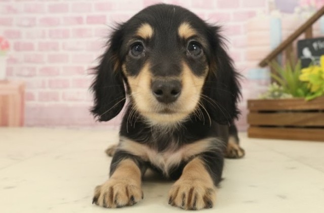 長崎県のミニチュアダックスフンド(ロング) (Coo&RIKU長崎佐世保店/2025年9月12日生まれ/女の子/ブラックタン)の子犬の1枚目の画像