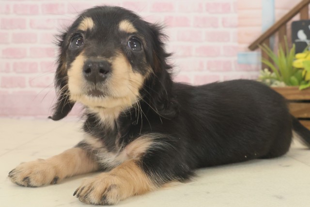 長崎県のミニチュアダックスフンド(ロング) (Coo&RIKU長崎佐世保店/2025年9月12日生まれ/女の子/ブラックタン)の子犬の3枚目の画像