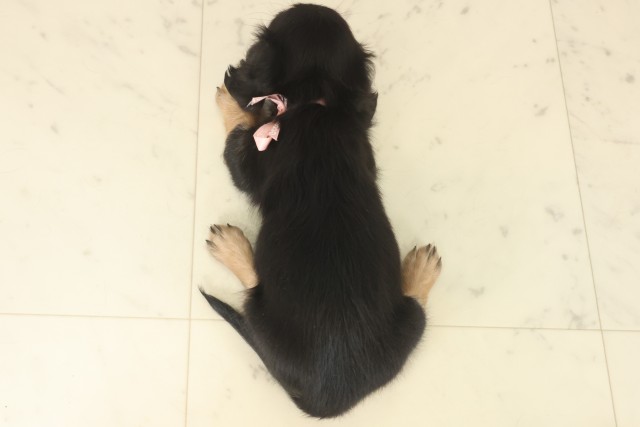 長崎県のミニチュアダックスフンド(ロング) (Coo&RIKU長崎佐世保店/2025年9月12日生まれ/女の子/ブラックタン)の子犬の4枚目の画像