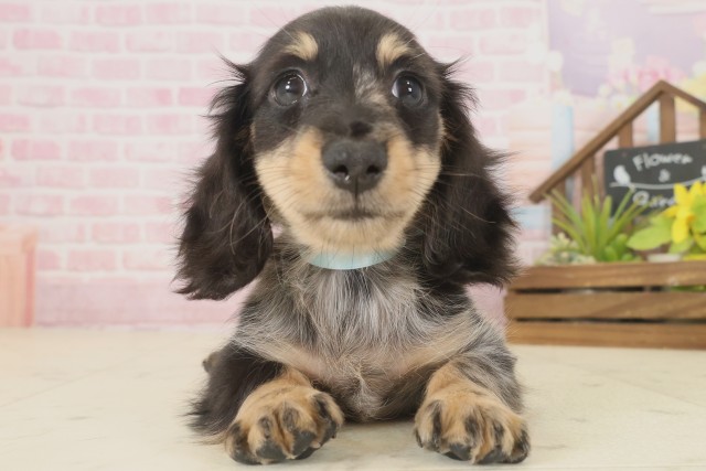 福岡県のミニチュアダックスフンド(ロング) (Coo&RIKU黒崎店/2025年9月12日生まれ/男の子/シルバーダップル)の子犬の1枚目の画像