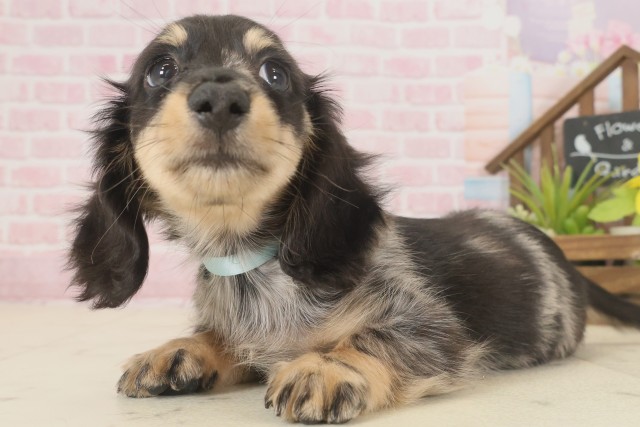 福岡県のミニチュアダックスフンド(ロング) (Coo&RIKU黒崎店/2025年9月12日生まれ/男の子/シルバーダップル)の子犬の3枚目の画像